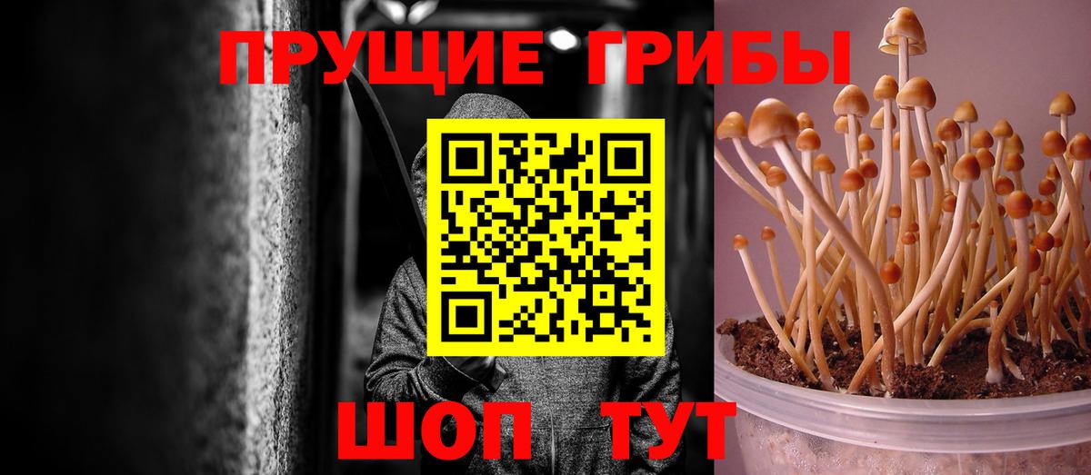 Псилоцибиновые грибы Cubensis Сертолово